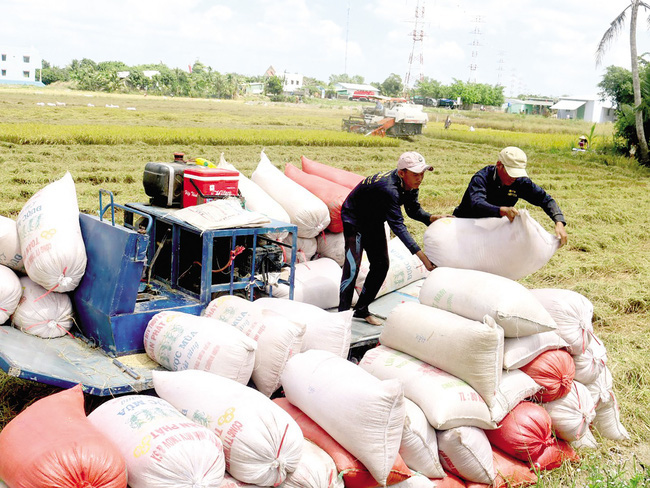 Giá gạo Việt Nam tăng 80-200 USD/tấn, đã có 126 tấn gạo thơm đầu tiên vào EU với thuế suất 0% - Ảnh 2.