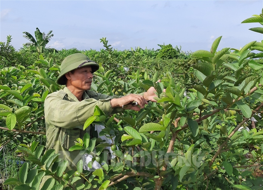 Hải Dương: Thuê đất hoang trồng ổi, nuôi rươi cáy, Thanh Hà xuất hiện những &quot;địa chủ&quot; kiểu mới - Ảnh 1.