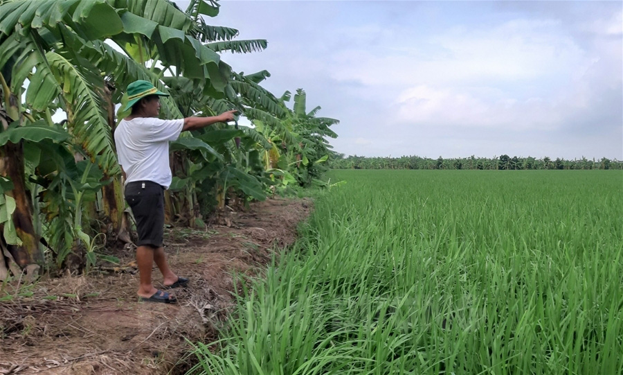 Hải Dương: Thuê đất hoang trồng ổi, nuôi rươi cáy, Thanh Hà xuất hiện những &quot;địa chủ&quot; kiểu mới - Ảnh 2.