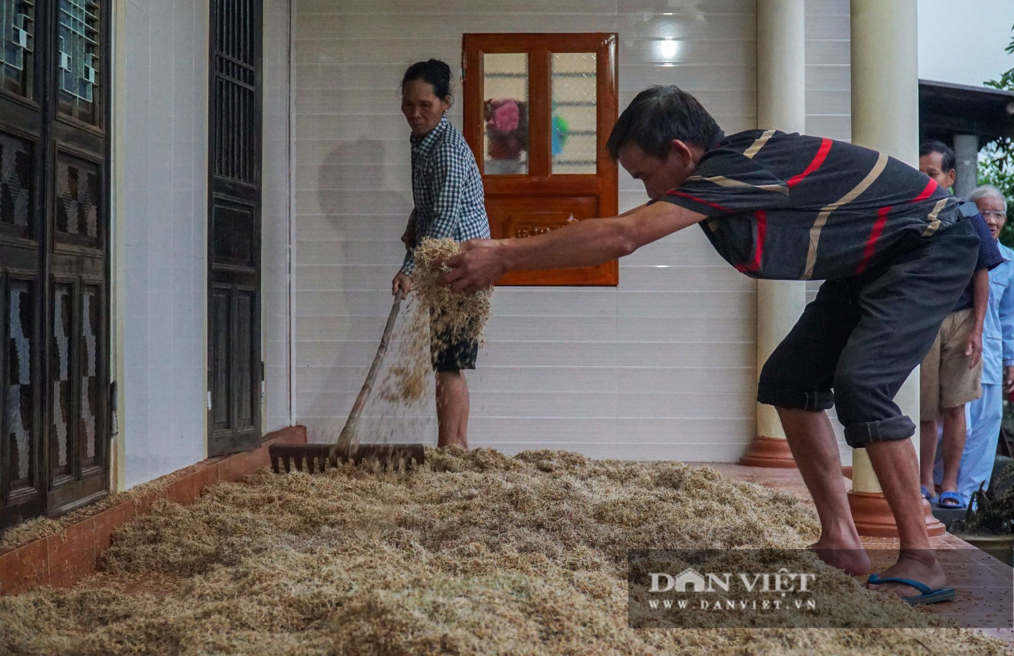 Người dân Quảng trị khóc ròng vì lúa mọc mầm, nhà cửa tan hoang sau lũ - Ảnh 2.