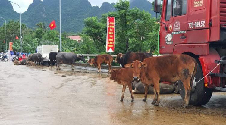 Người dân Quảng Bình đưa trâu bò lên cầu bắc qua sông Gianh &quot;chạy&quot; lũ lịch sử - Ảnh 6.