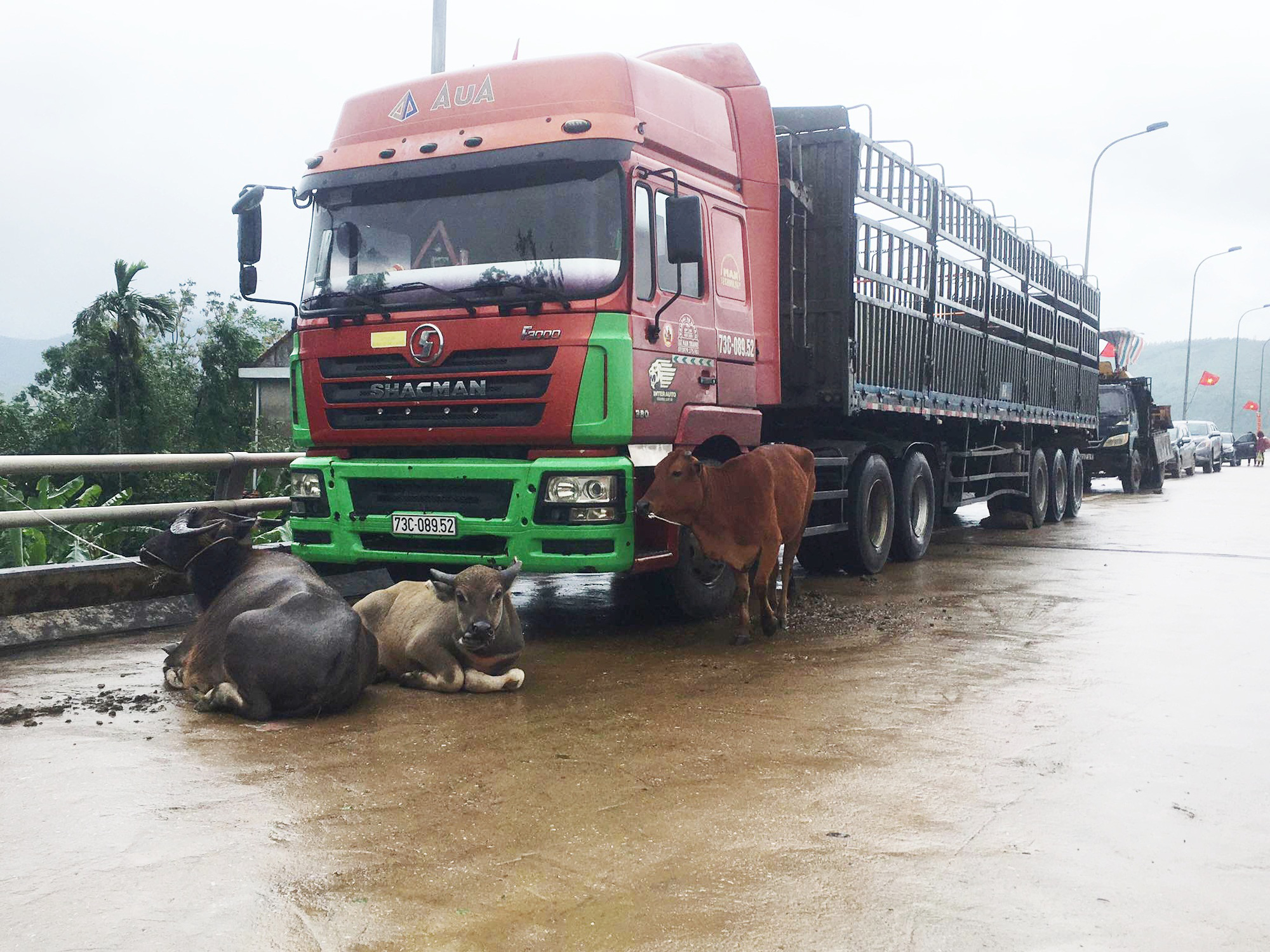 Người dân Quảng Bình đưa trâu bò lên cầu bắc qua sông Gianh &quot;chạy&quot; lũ lịch sử - Ảnh 5.