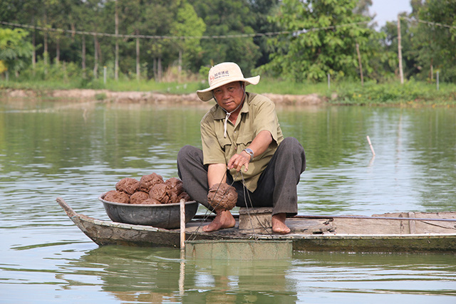 2 ông nông dân tỉnh Đồng Tháp nuôi loài cá đặc sản gì màv con nào bán cũng đắt, thương lái tranh nhau mua? - Ảnh 1.