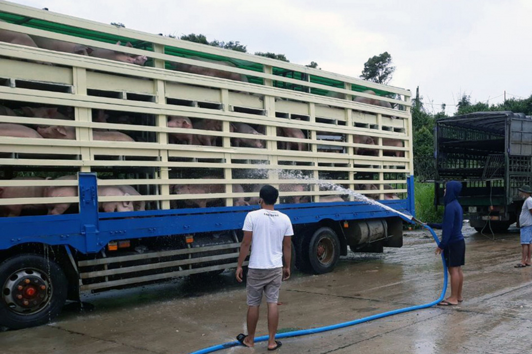 Không để dịch tả lợn châu Phi tái phát, lây lan diện rộng - Ảnh 2.