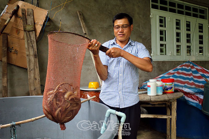 Cà Mau: Cách nuôi lươn không bùn độc đáo của ông Tập, khi bắt lên con nào cũng to dài, vàng ươm - Ảnh 1.