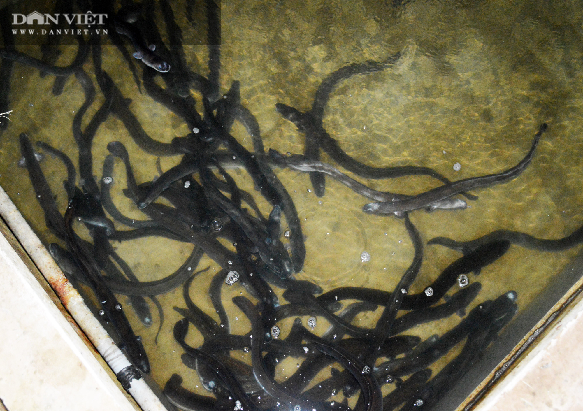 Nguyên Bí thư huyện trót “mê” con cá chình, nuôi cả đàn cá dày đặt trên bể xi măng - Ảnh 4.