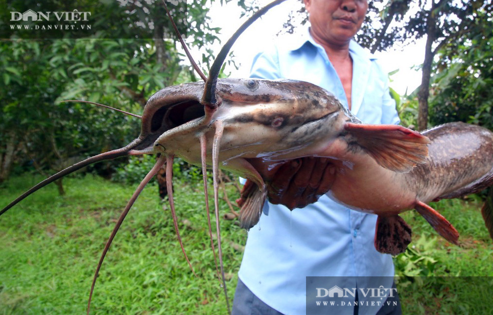 Người dân Hậu Giang bắt được cá trê dài 1 m, nặng 8 kg hiếm thấy - Ảnh 4.