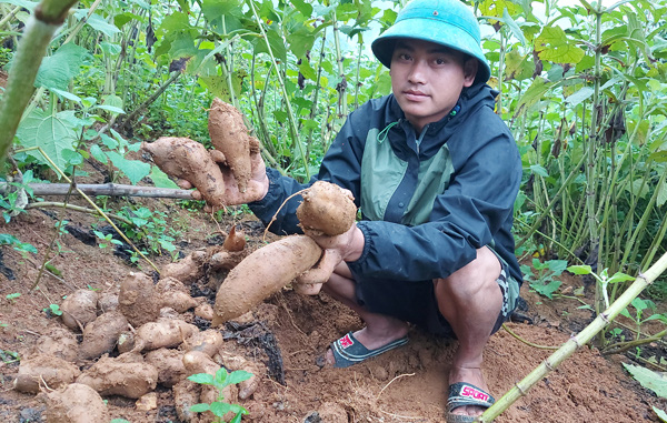 Lào Cai: Vùng đất trồng thứ cây kỳ lạ, nhổ 1 gốc lên cả chùm củ, tên là sâm mà bán rẻ như khoai lang - Ảnh 5.