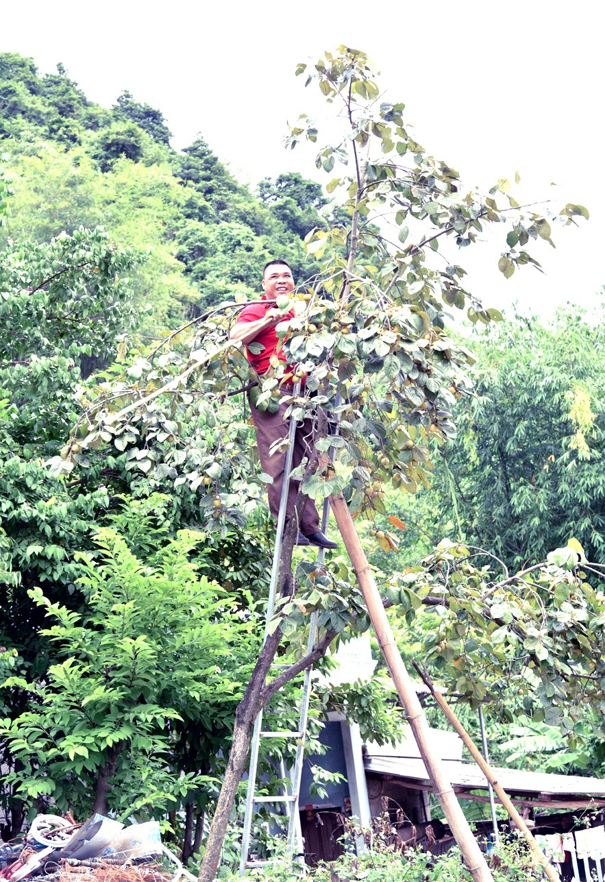 Thử loại quả mang tên một loài chim, giòn, ngon tới miếng cuối cùng - Ảnh 2.