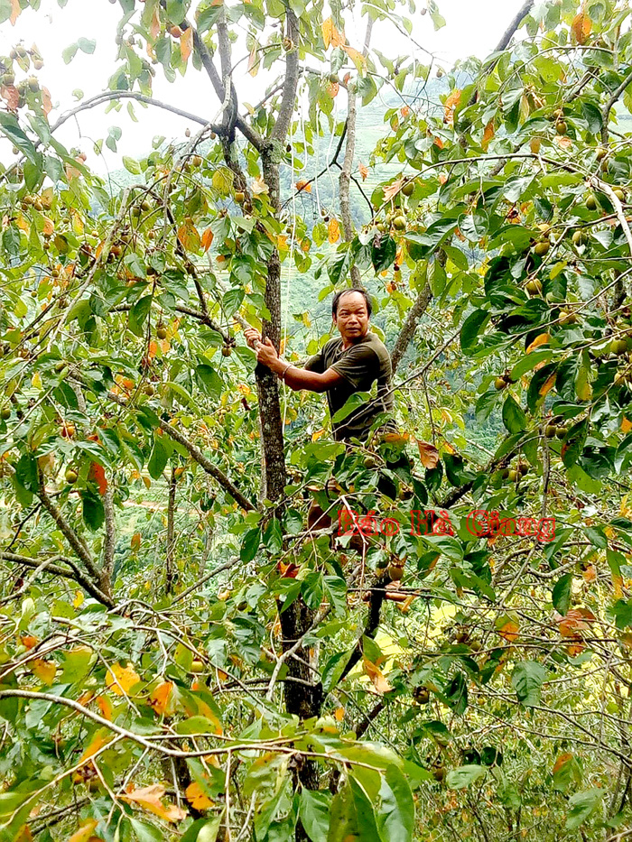 Hà Giang: Vùng đất trồng thứ cây đặc sản, trái treo đầy cành, hái hàng tấn mà nhiều người vẫn hỏi mua thêm - Ảnh 1.