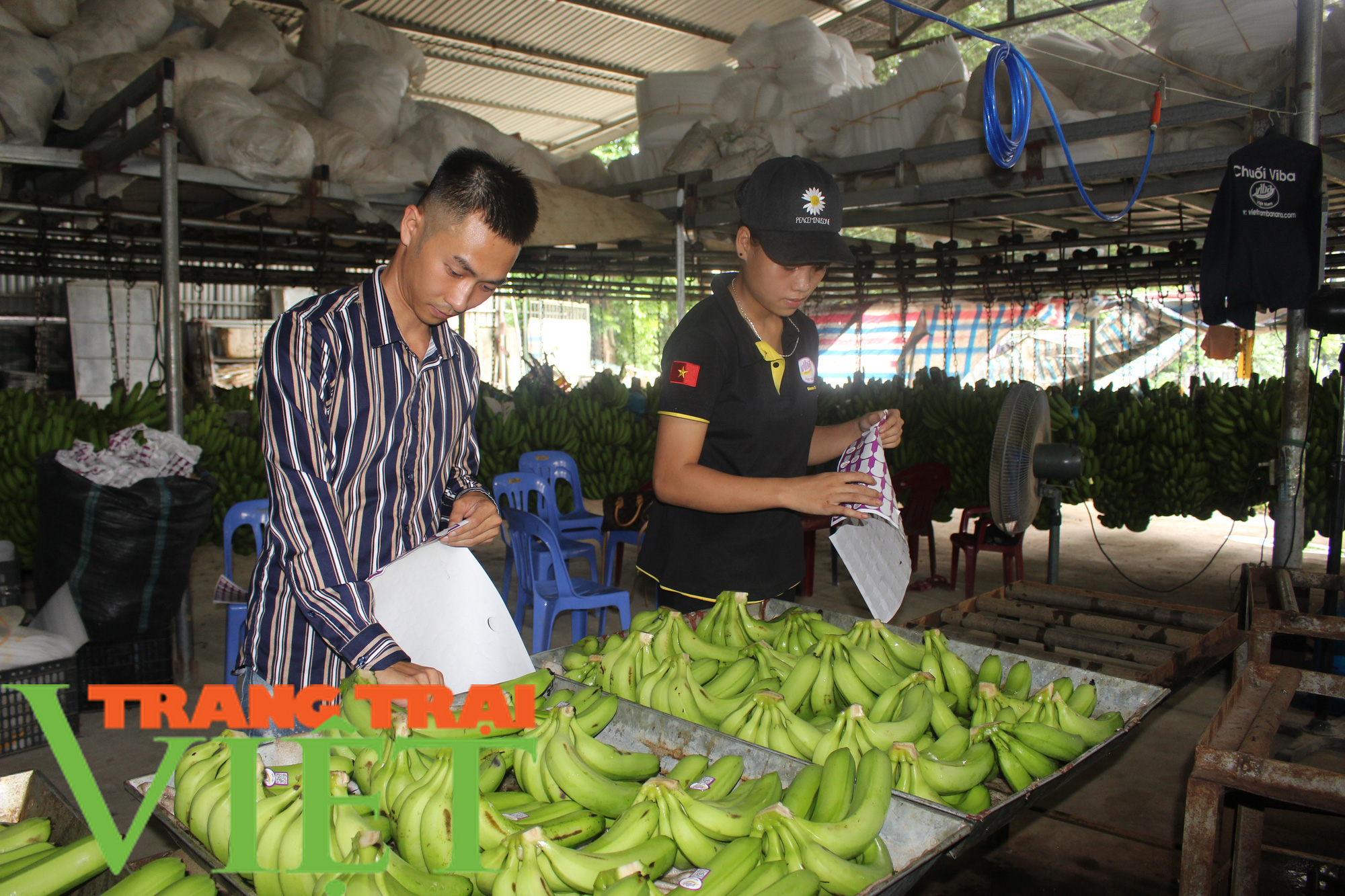 Hòa Bình: Cây ăn quả có múi là sản phẩm chủ lực khẳng định vị thế trên thị trường - Ảnh 2.