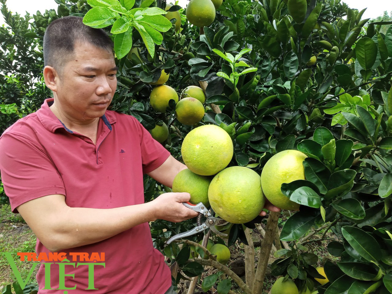 HTX cây ăn quả Nghĩa Hưng chú trọng phát triển sản xuất cam theo quy trình VietGAP - Ảnh 1.