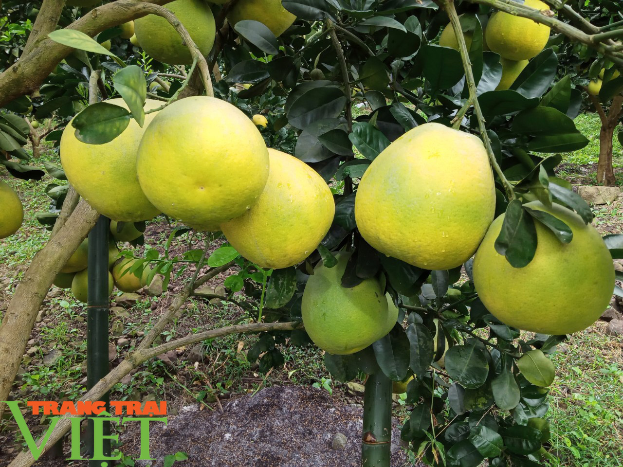 HTX cây ăn quả Nghĩa Hưng chú trọng phát triển sản xuất cam theo quy trình VietGAP - Ảnh 3.