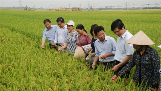 Supe Lâm Thao đồng hành cùng nông dân Thái Bình sản xuất trồng trọt quy mô lớn  - Ảnh 2.