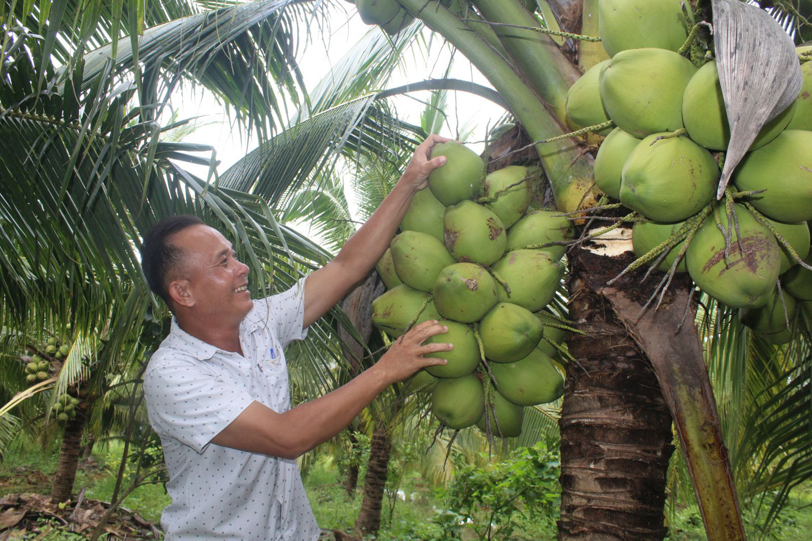 Tổng hợp 95 hình về mô hình trồng dừa xiêm  daotaonec