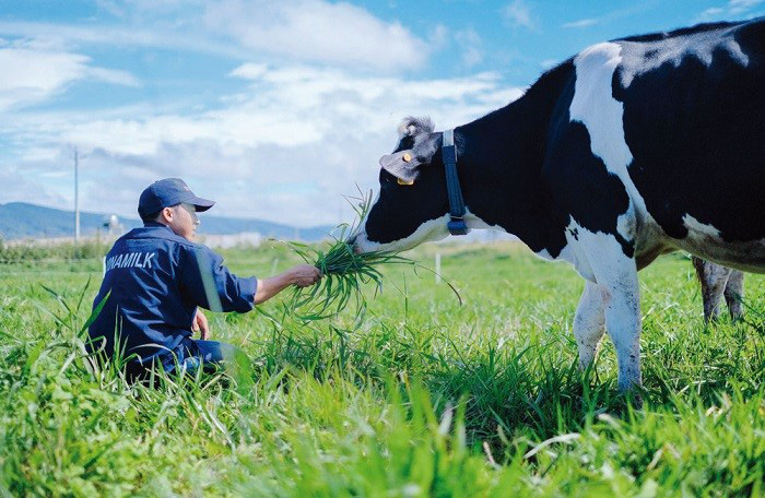 Vinamilk, Mộc Châu Milk và Hanoimilk: &quot;Kẻ đu đỉnh lợi nhuận, người ngậm ngùi báo lỗ&quot; - Ảnh 1.