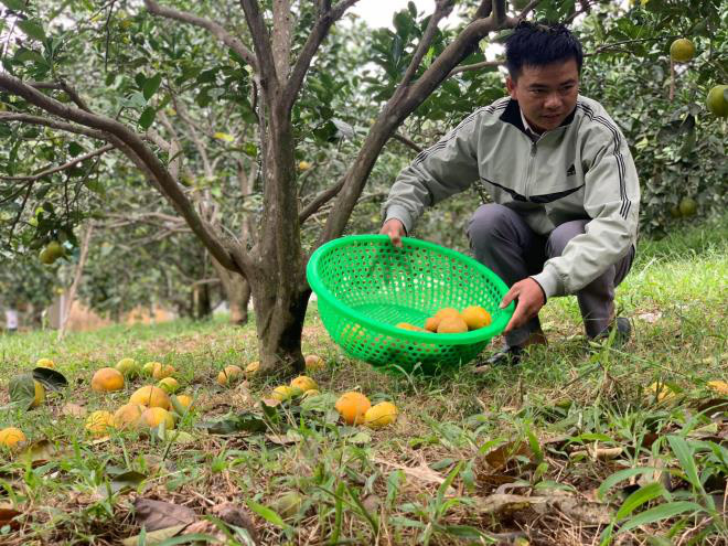 Xót xa cam đặc sản thối rụng đầy vườn sau mưa lũ ở Hà Tĩnh - Ảnh 3.