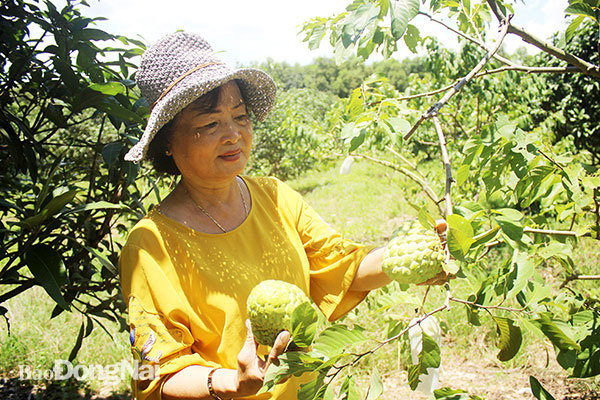 Đồng Nai: Nông dân tỷ phú làm nên những vườn cây ăn trái bạc tỷ, có vườn mảng cầu quả rất to - Ảnh 4.