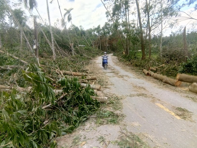 Quảng Nam: Bão số 9 đổ bộ càng quét hơn 2.000ha cây keo và hàng trăm ha rau màu hư hại - Ảnh 3.