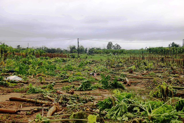Quảng Nam: Bão số 9 đổ bộ càng quét hơn 2.000ha cây keo và hàng trăm ha rau màu hư hại - Ảnh 1.