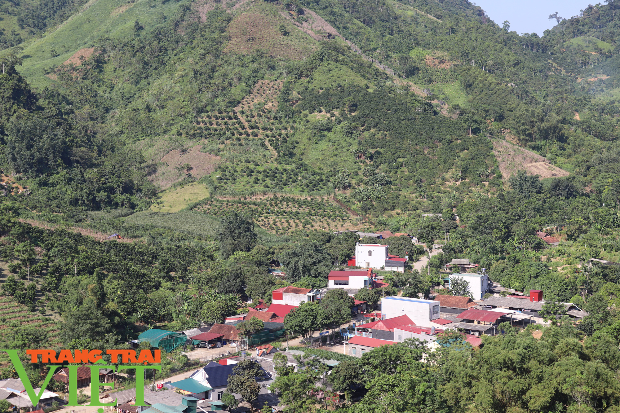 Phù Yên có 2.578ha cây ăn quả - Ảnh 3.