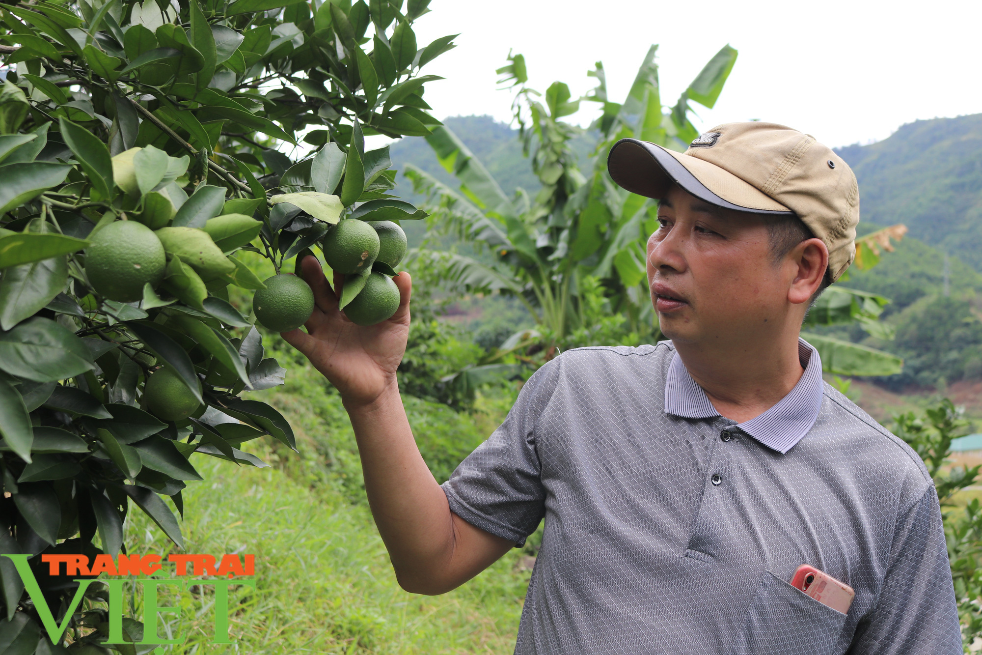 Phù Yên có 2.578ha cây ăn quả - Ảnh 2.