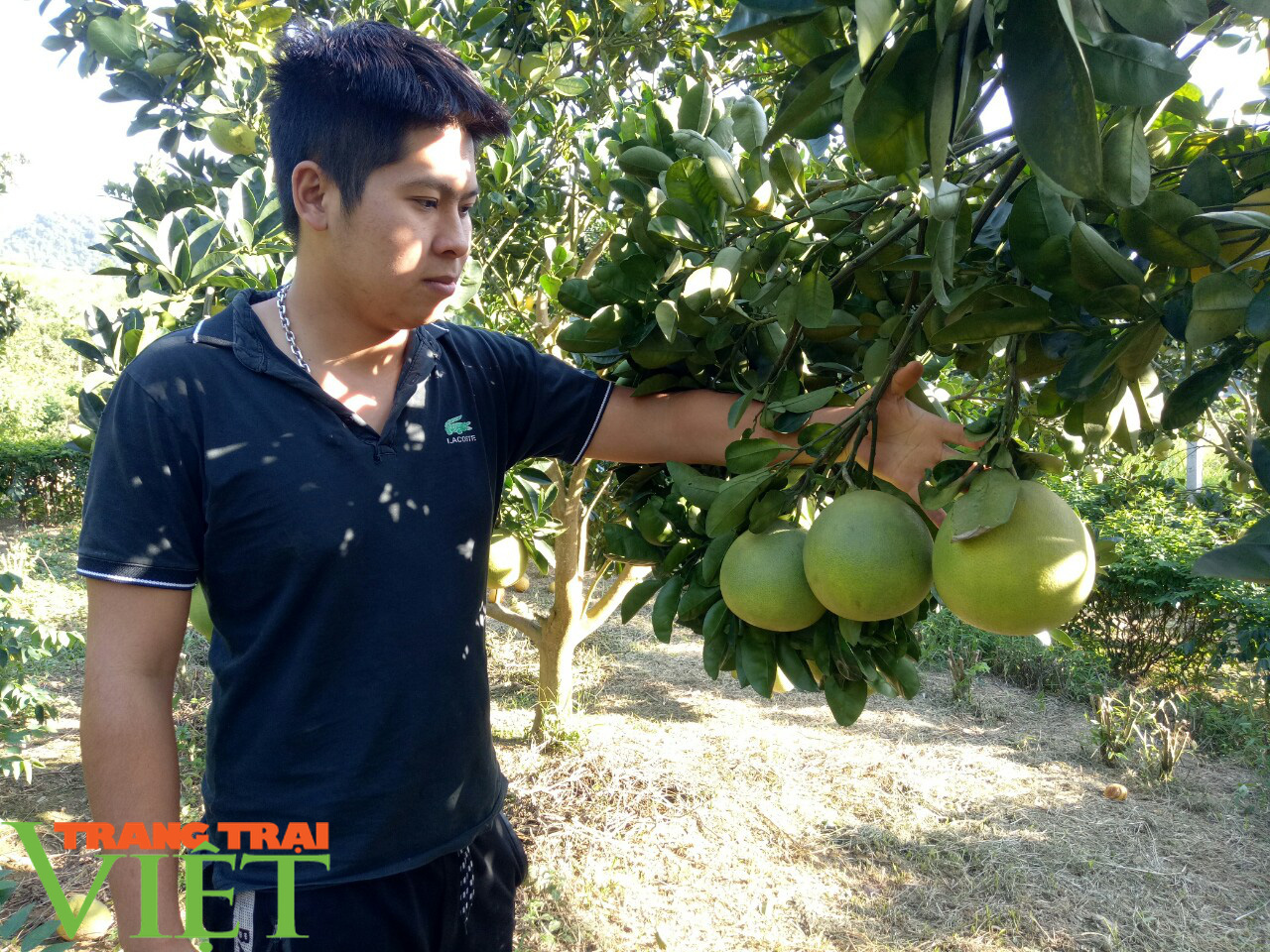 Phù Yên có 2.578ha cây ăn quả - Ảnh 1.