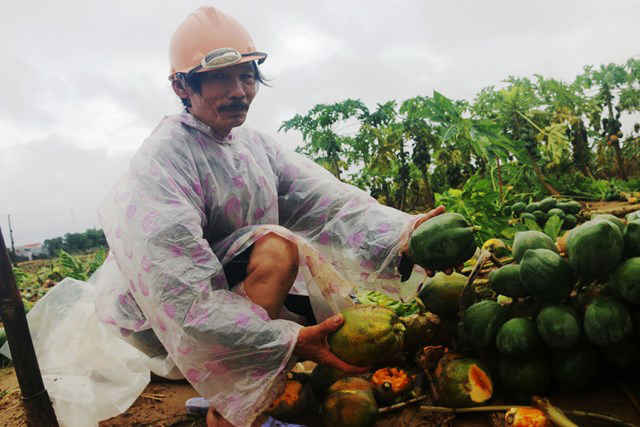 Quảng Nam: Bão số 9 đổ bộ càng quét hơn 2.000ha cây keo và hàng trăm ha rau màu hư hại - Ảnh 2.