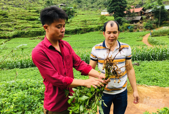 Giám đốc trẻ người Tày say mê cây lạc - Ảnh 2.