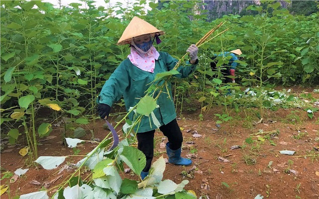 Trồng “cây vàng” trên đất Hoàng Cương - Ảnh 2.