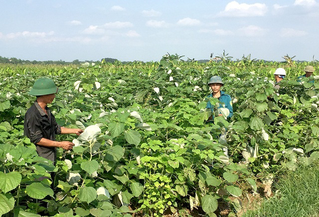 Trồng “cây vàng” trên đất Hoàng Cương - Ảnh 1.