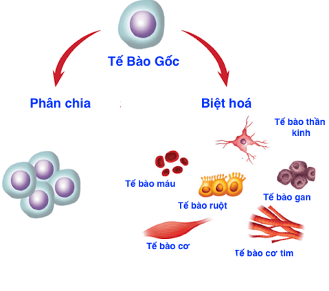 Tế Bào Gốc liệu pháp mới điều trị bệnh nan y - Ảnh 2.