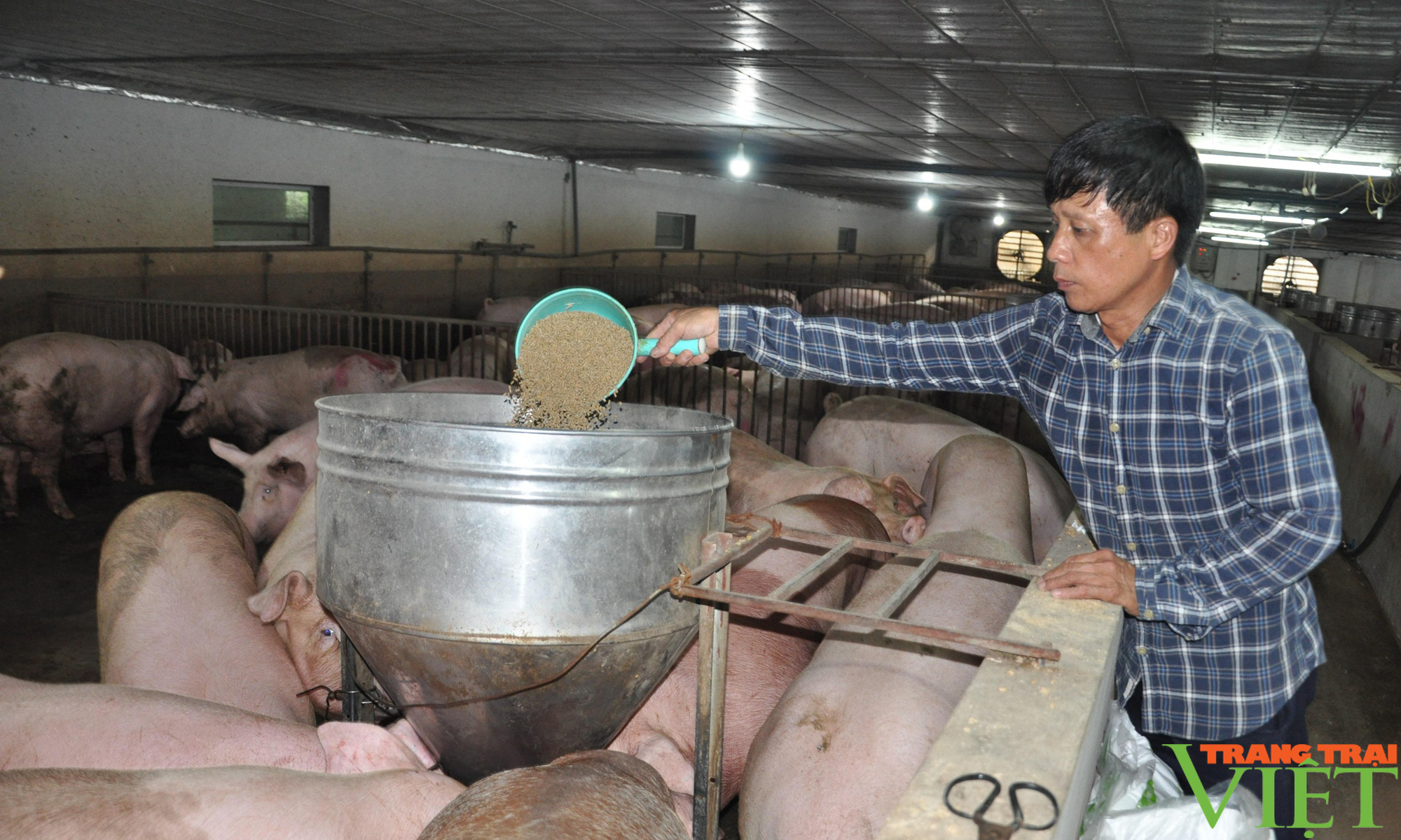 Nhờ bí quyết này chủ trại lợn Thủ đô nói không với dịch bệnh mà vẫn thu đều đều chục tỷ đồng/năm - Ảnh 1.