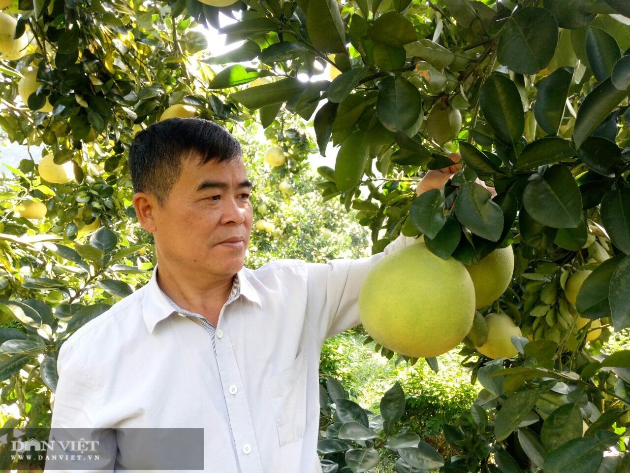 Mua cá sông Đà về làm phân bón cho cây, lão nông “bỏ túi” 200 triệu/năm - Ảnh 2.