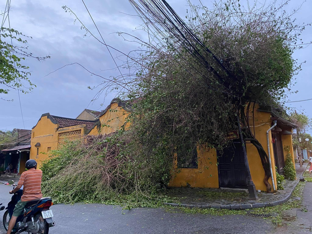 Hội An khắc phục hậu bão số 9, giàn hoa giấy nổi tiếng tại đây cũng đổ sập - Ảnh 4.