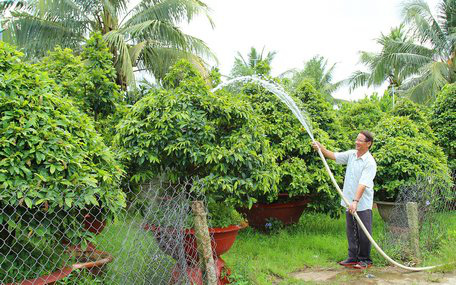 Có 3ha &quot;đất vàng&quot;, làng này trồng loài cây gì mà chưa đến Tết đã lãi 20 tỷ đồng? - Ảnh 1.