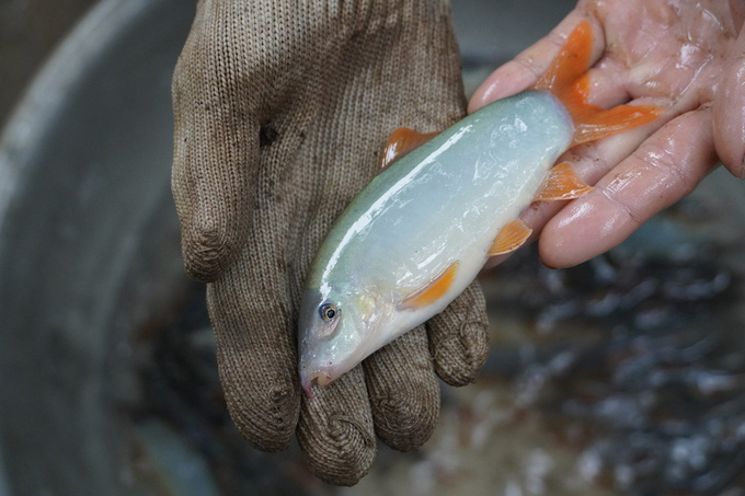 Nuôi cá linh, cá heo đặc sản ở vùng lũ tỉnh An Giang - Ảnh 7.