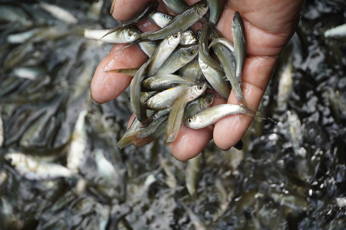 Nuôi cá linh, cá heo đặc sản ở vùng lũ tỉnh An Giang - Ảnh 1.