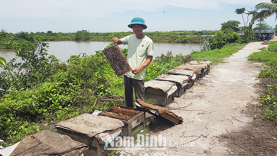 Nam Định: Vùng đất dân đem ong vào vườn Quốc gia thả, làm ra thứ :&quot;mật của biển&quot; rất lạ miệng, lãi hàng trăm triệu - Ảnh 1.