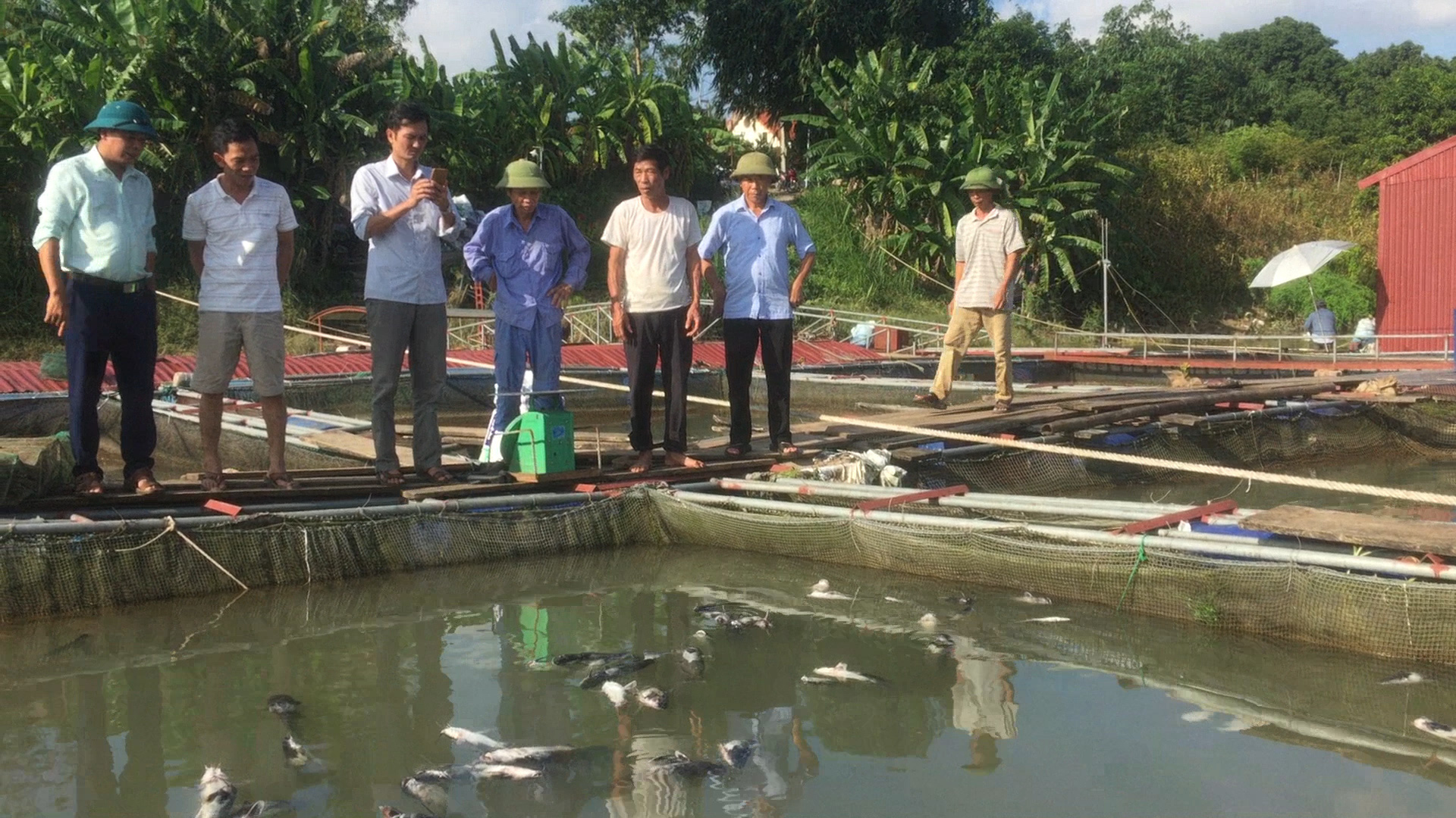 Phú Thọ: Thủy điện Hòa Bình xả lũ, hơn 10 tấn cá lồng sông Đà bị chết - Ảnh 2.