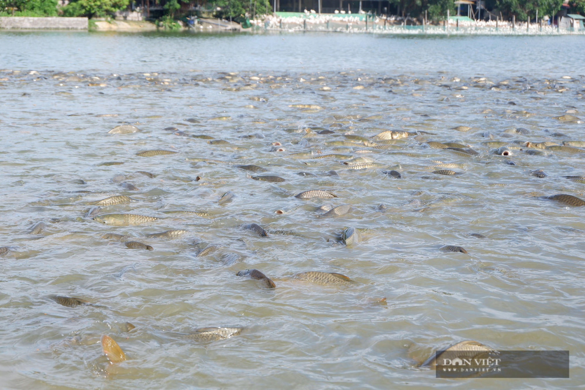 Hà Nội: Trang trại rộng 10ha nuôi vịt, cá cho 4 triệu quả trứng, 100 tấn cá, một nông dân thu lãi 700 triệu/năm - Ảnh 10.