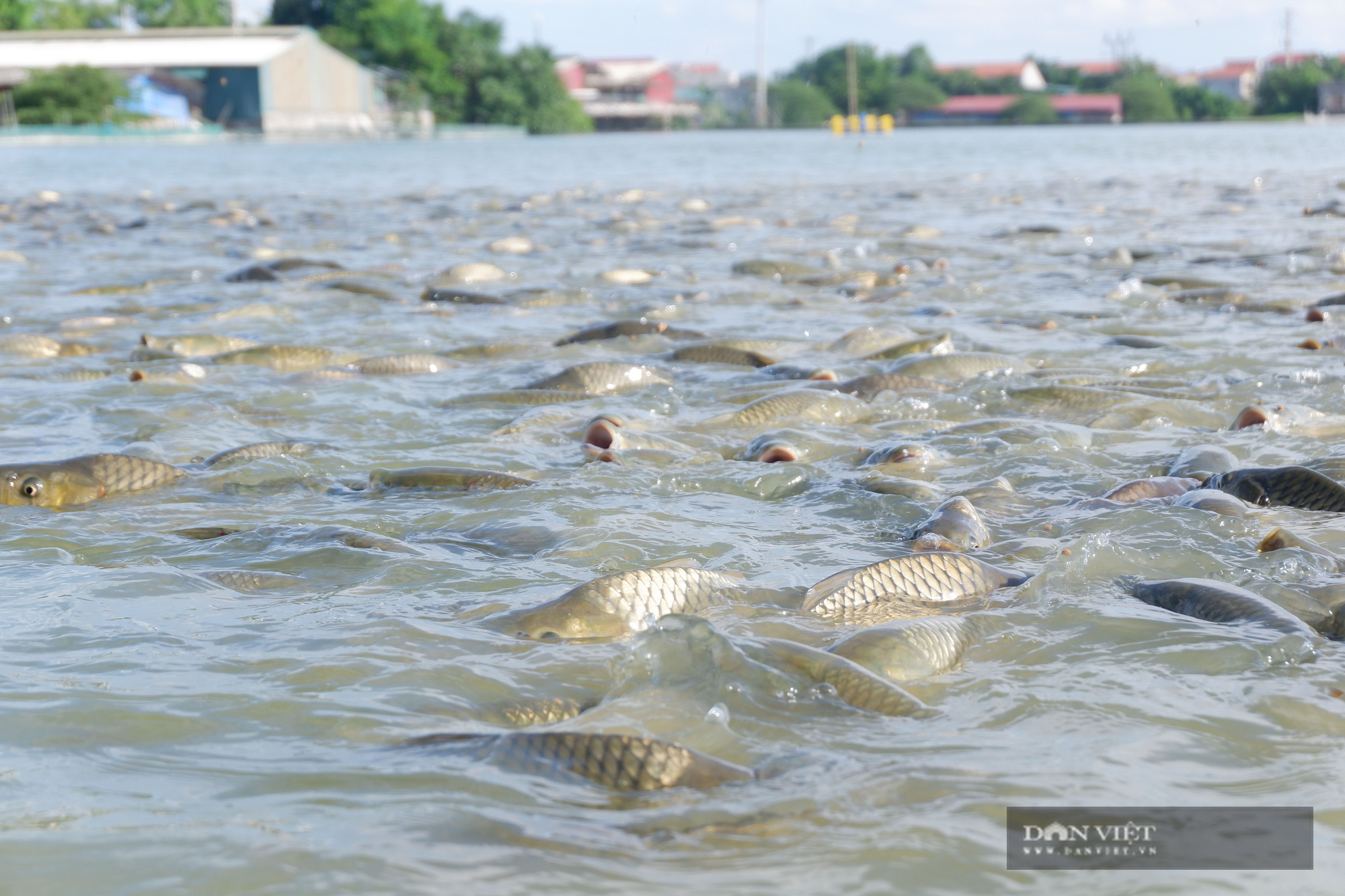 Hà Nội: Trang trại rộng 10ha nuôi vịt, cá cho 4 triệu quả trứng, 100 tấn cá, một nông dân thu lãi 700 triệu/năm - Ảnh 9.