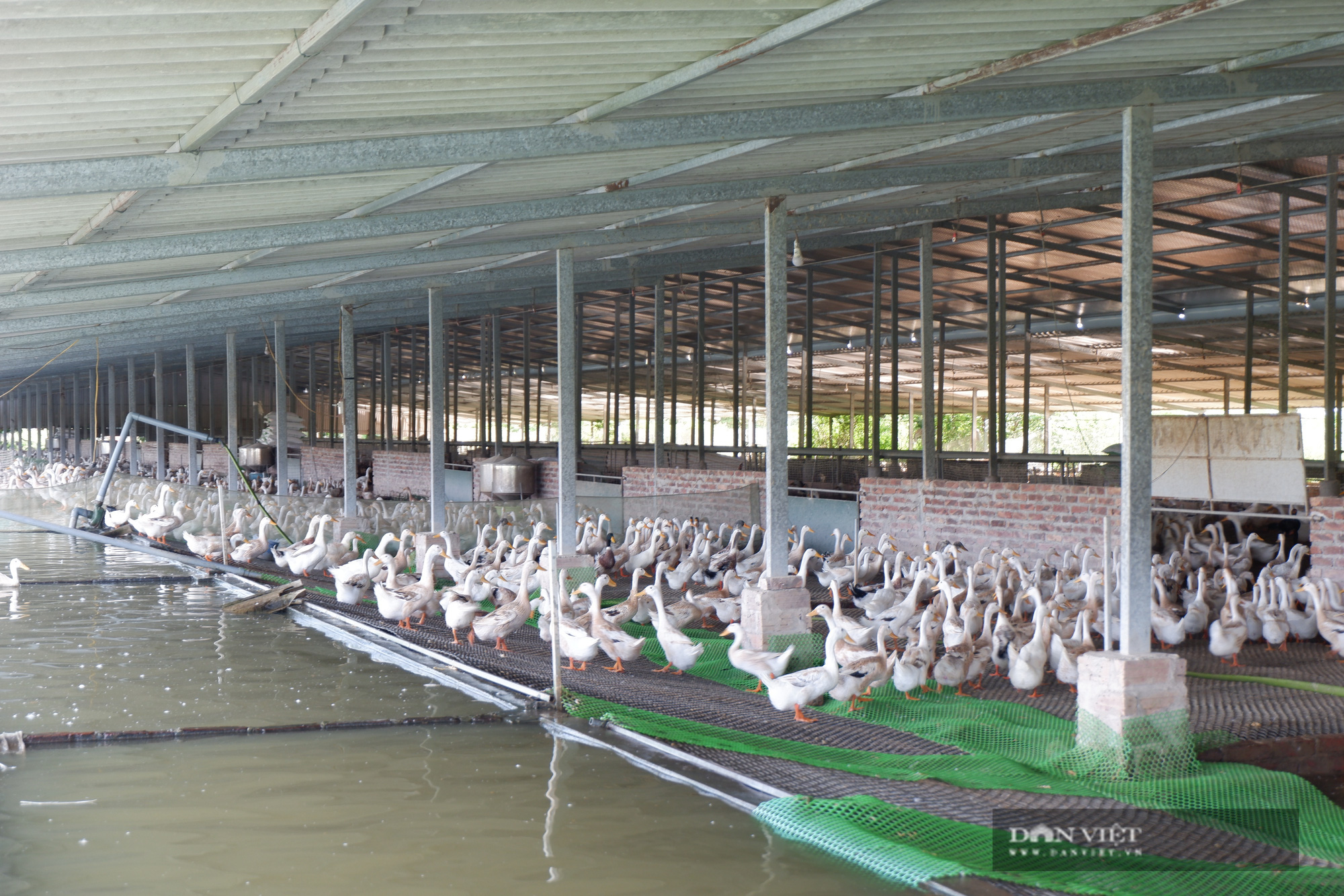 Hà Nội: Trang trại rộng 10ha nuôi vịt, cá cho 4 triệu quả trứng, 100 tấn cá, một nông dân thu lãi 700 triệu/năm - Ảnh 6.