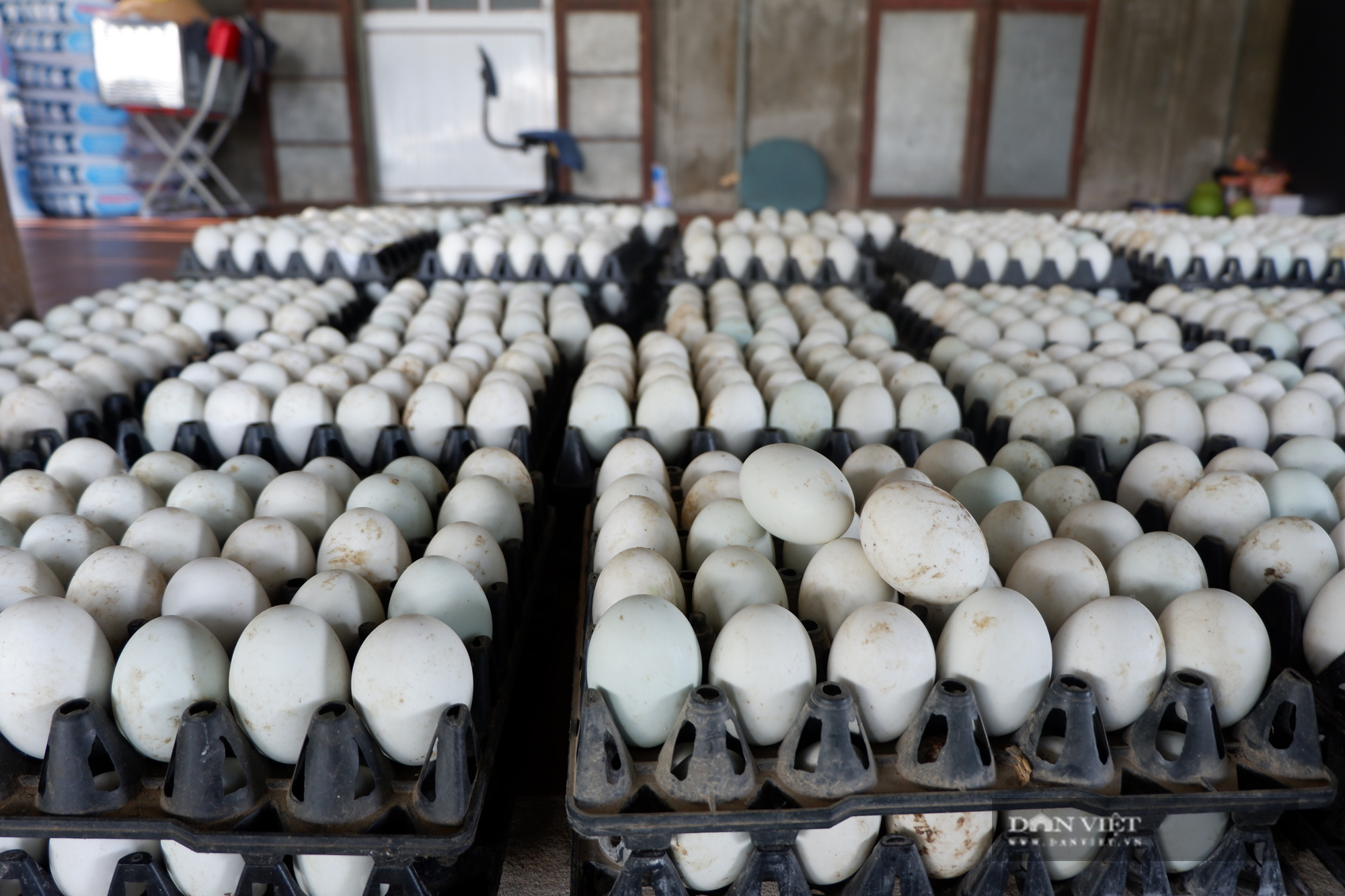 Hà Nội: Trang trại rộng 10ha nuôi vịt, cá cho 4 triệu quả trứng, 100 tấn cá, một nông dân thu lãi 700 triệu/năm - Ảnh 7.