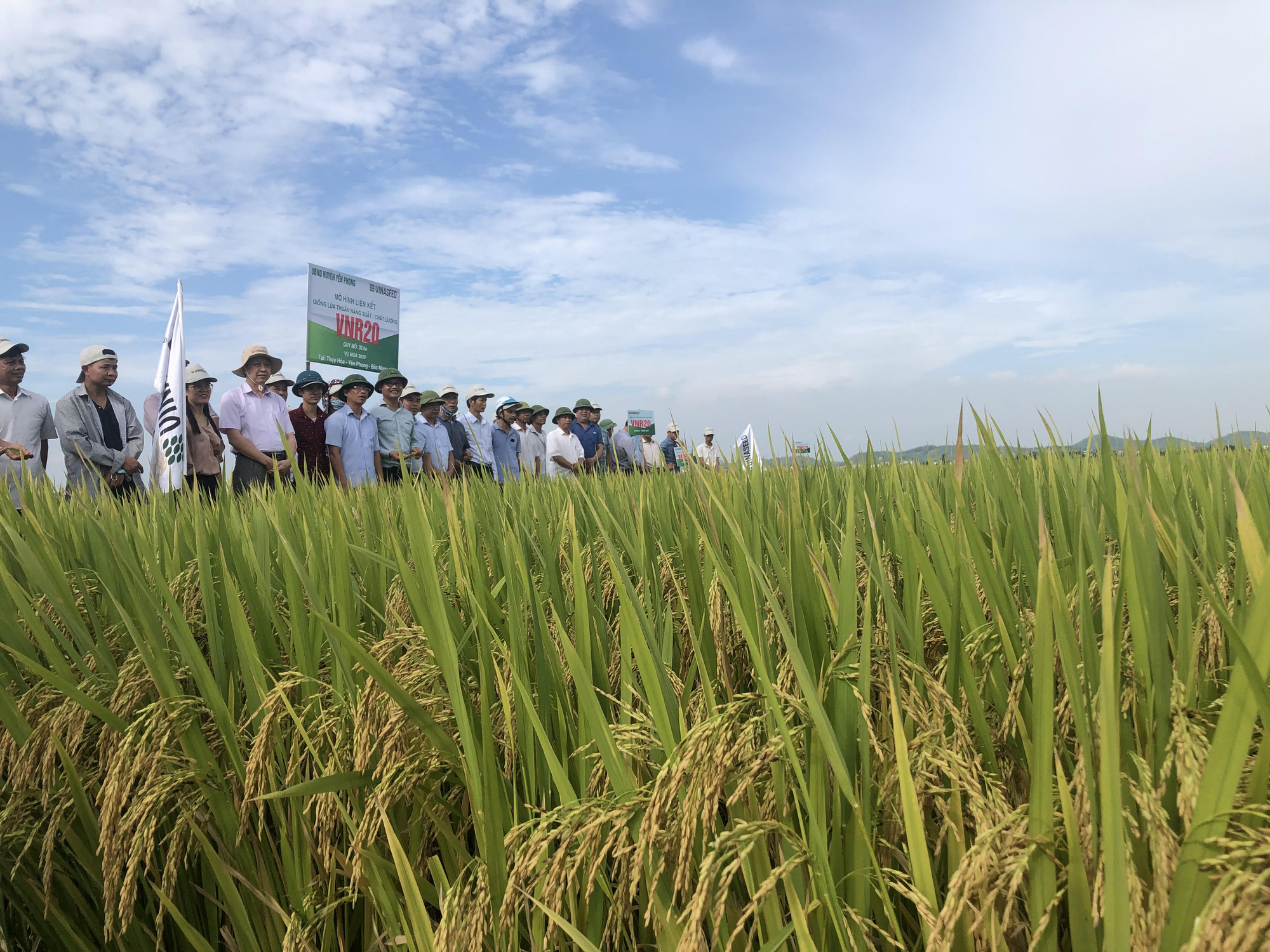 Giống lúa VNR20 giúp nông dân Bắc Ninh yên tâm sản xuất - Ảnh 2.