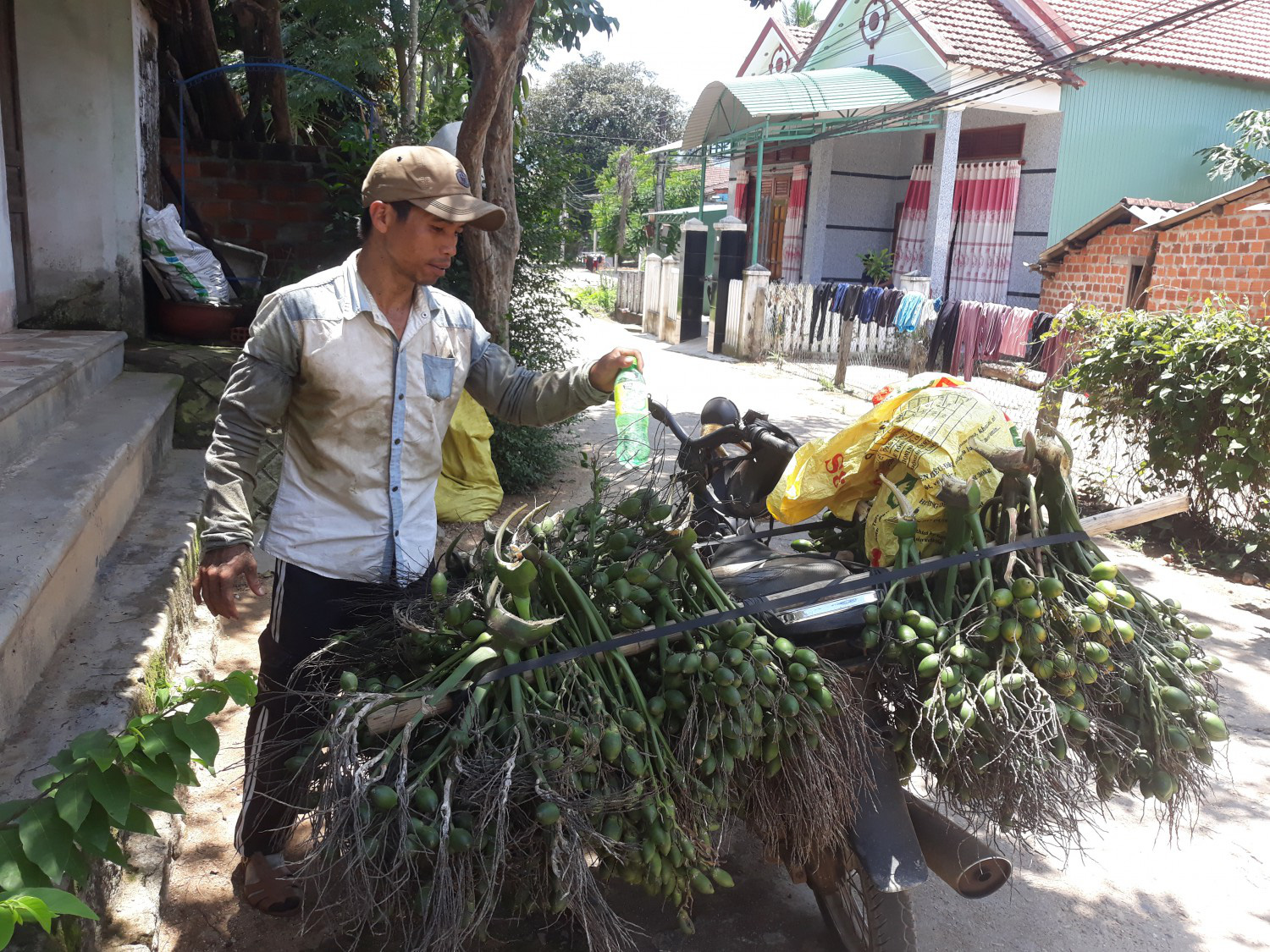 Bình Định: Giá cau tươi tăng gấp 4 lần, nông dân trồng cau giàu, lại gạ mua cả cau non, dân sợ không bán - Ảnh 1.