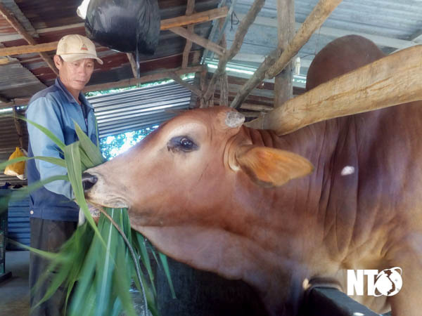 Ninh Thuận: Trồng cỏ nuôi những con bò lạ to bự, nhà nào chăn nuôi bò vỗ béo nhà đó khá giả - Ảnh 1.