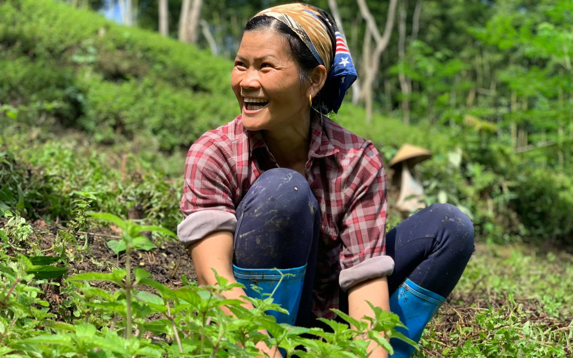 Cao Bằng: Cả làng "hái" ra tiền từ thứ cây kỳ lạ, chỉ cần mưa xuống là tốt vù vù