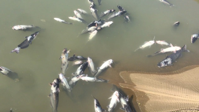 Thêm hàng chục tấn cá chết do thủy điện Hòa Bình xả lũ - Ảnh 1.