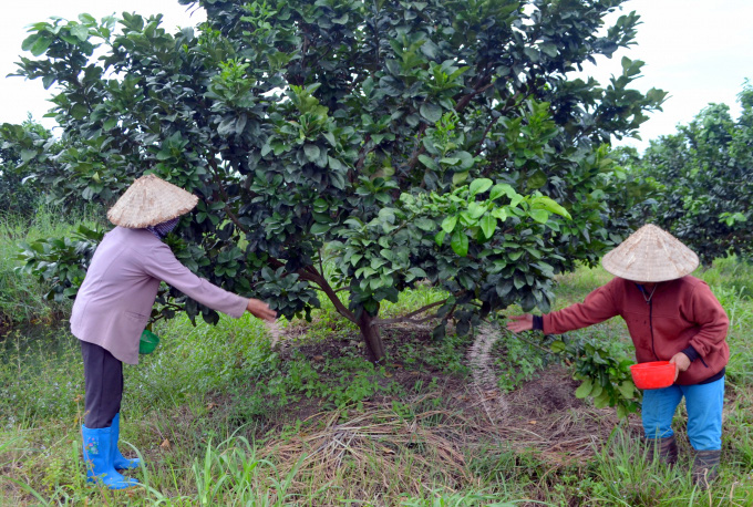 Bình Phước: Ngoạn mục cách nông dân xoay chuyển tình thế giữa thời “vàng đen” thất thế - Ảnh 3.